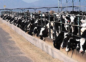 Grain Fed CAFO cows